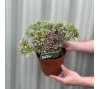 Pieris japonica Little Heath, 2L Growers Pot