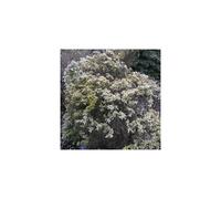 Pieris japonica Little Heath (9cm)