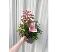 Pieris Japonica Mountain Fire | Evergreen & Hardy Shrub | Supplied in a 2L growers pot (16cm width)