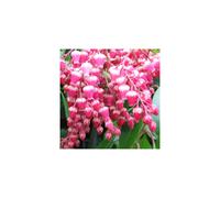 Pieris japonica Valley Valentine (9cm)