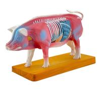 Pig Acupuncture Model - 4D Anatomical Training Tool with 55 Acupuncture Points and Display Base for Educational Purposes