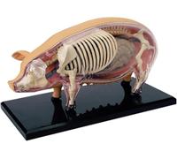 Pig Anatomical Model with Detachable Organs and Skeleton, Educational Tool for Teaching Biology with Display Stand