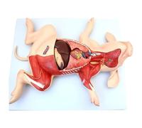 Pig Anatomy Model - 1:1- Separate Into 10 Parts Animal Teaching Anatomical Model - for Medical Educational Training