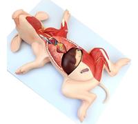 Pig Anatomy Model, 10-Part Animal Anatomical Model for Medical Education & Training, 1:1 Detailed Pig Dissection Model for Veterinary Studies & Teaching