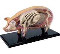 Pig Anatomy Model - 4D Detachable Skeleton for Veterinary Training and Teaching Demonstration, 19 Body Parts, Perfect for Pet Clinics and Schools