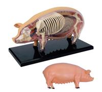 Pig Anatomy Model - 4D Vision Detachable Multi-Organ Skeleton for Veterinary Training and Teaching in Pet Clinics and Schools