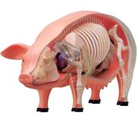 Pig Anatomy Model, Animal Skeleton Specimen,19 Detachable Parts for Pet Clinic Veterinary Training School Teaching Demonstration.