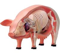 Pig Anatomy Model,Pig Skeleton Model Anatomy Model,Detachable 19 Organs Body Parts Animal Model,for Veterinary Training And Teaching Demonstration In Pet Clinics And Schools
