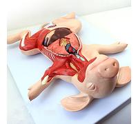 Pig Embryo Model for Veterinarians - Detailed Organs, Internal Structures, Muscles, and Nerves for Learning Animal Anatomy, Dividable into 10 Parts