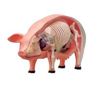 Pig Skeleton Animal Anatomical Model,4D Pig Skeleton Anatomy Model Kit,Pig Intelligence Assembling Toy,for Teaching Material Demonstration