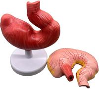 Pig Stomach Anatomy Model - Removable Anatomical Simulation for Educational Training, Medical Learning Tool, Detailed Stomach Section Model for Science Education