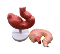 Pig Stomach Anatomy Model - Simulation Pig Stomach Teaching Model - Stomach Section Medical Model Anatomy Model,Flesh,10inch