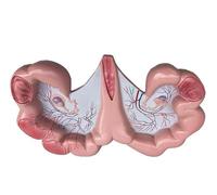 Pig Uterus Anatomical Model - Uterus & Ovary Model - Reproductive System Animal Body Anatomy Replica for Doctors Educational Tool Anatomy Teaching Model