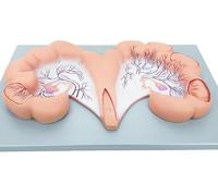 Pig Uterus and Ovary Anatomical Model, Animal Reproductive System and Physiology Education, Life-Size Anatomy Replica, for Doctors Educational Teaching Tool.