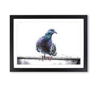 Pigeon Bird on a Wire Framed Wall Art Print A2 Black