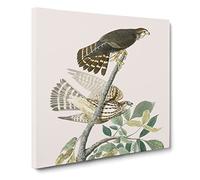 Pigeon Hawks by John James Audubon Canvas Print | Gallery Wrapped 30mm Frame Wall Art | 14x14 inches | Ready to Hang | Modern Bird Picture | Living Room Bedroom Lounge Office