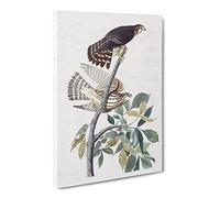 Pigeon Hawks By John James Audubon Canvas Print | Gallery Wrapped 30mm Frame Wall Art | 20x14 inches | Ready to Hang | Retro Bird Picture | Living Room Bedroom Lounge Office