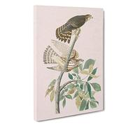 Pigeon Hawks by John James Audubon Canvas Print | Gallery Wrapped 30mm Frame Wall Art | 30x20 inches | Ready to Hang | Modern Bird Picture | Living Room Bedroom Lounge Office