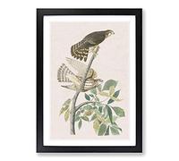 Pigeon Hawks by John James Audubon Framed Print | A2 Black Framed Wall Art | Ready to Hang | Modern Animal Picture | Living Room Bedroom Lounge Office