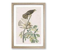 Pigeon Hawks by John James Audubon Framed Print | A2 Oak Framed Wall Art | Ready to Hang | Modern Animal Picture | Living Room Bedroom Lounge Office