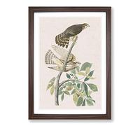 Pigeon Hawks by John James Audubon Framed Print | A2 Walnut Framed Wall Art | Ready to Hang | Modern Animal Picture | Living Room Bedroom Lounge Office