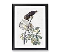 Pigeon Hawks By John James Audubon Vintage Framed Print | A2 Black Framed Wall Art | Ready to Hang | Classic Animal Picture | Living Room Bedroom Lounge Office