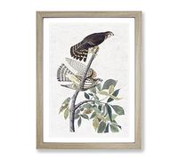 Pigeon Hawks By John James Audubon Vintage Framed Print | A3 Oak Framed Wall Art | Ready to Hang | Classic Animal Picture | Living Room Bedroom Lounge Office