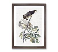 Pigeon Hawks By John James Audubon Vintage Framed Print | A4 Walnut Framed Wall Art | Ready to Hang | Classic Animal Picture | Living Room Bedroom Lounge Office