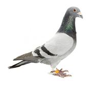 Pigeon Identification Foot Rings Sturdy Plastic 100 Pcs Yellow Suitable for Breed Identification and Separating Hatches Bird Leg Bands for Birds and Parakeets for Pet Supplies
