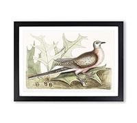Pigeon of Passage by Mark Catesby Framed Print | A2 Black Framed Wall Art | Ready to Hang | Modern Animal Picture | Living Room Bedroom Lounge Office