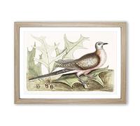 Pigeon of Passage by Mark Catesby Framed Print | A2 Oak Framed Wall Art | Ready to Hang | Modern Animal Picture | Living Room Bedroom Lounge Office