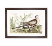Pigeon of Passage by Mark Catesby Framed Print | A2 Walnut Framed Wall Art | Ready to Hang | Modern Animal Picture | Living Room Bedroom Lounge Office