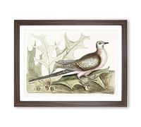 Pigeon Of Passage By Mark Catesby Vintage Framed Print | A2 Walnut Framed Wall Art | Ready to Hang | Classic Animal Picture | Living Room Bedroom Lounge Office