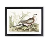 Pigeon Of Passage By Mark Catesby Vintage Framed Print | A3 Black Framed Wall Art | Ready to Hang | Classic Animal Picture | Living Room Bedroom Lounge Office