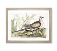 Pigeon Of Passage By Mark Catesby Vintage Framed Print | A3 Oak Framed Wall Art | Ready to Hang | Classic Animal Picture | Living Room Bedroom Lounge Office