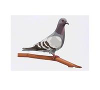 'Pigeon on a Branch' Temporary Tattoo - Water Resistant, Skin-Safe, Non-Toxic Transfer (TO00074867)