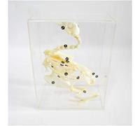 Pigeon Skeleton Specimen - Real Resin Pigeon Skeleton Natural Bone Model - Teaching Resources Animal Embedded Specimen Biology Teaching Experimental Equipment Medical Research Model Specimen (A )
