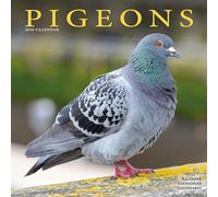 Pigeons 2026 Calendar | Square Wall Calendar | Bird Gift | Plastic Free Packaging | by Avonside Publishing