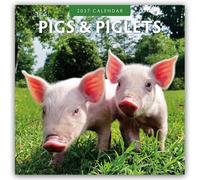 Pigs & Piglets 2027 Square Wall Calendar: Original Red Robin Publishing Ltd-Kalender [Mehrsprachig] [Kalender]