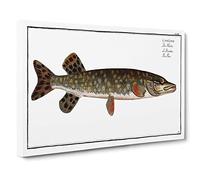 Pike Fish by M.E. Bloch Canvas Print | Gallery Wrapped 30mm Frame Wall Art | 30x20 inches | Ready to Hang | Modern Animals Picture | Living Room Bedroom Lounge Office