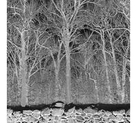 Pile - Sunshine and Balance Beams (Clear Vinyl) [VINYL]