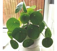 Pilea Peperomioides Chinese Money Plant 2X6Cm Pots Easy Care Houseplant For Shelves Thompson & Morgan