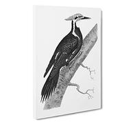 Pileated Woodpecker in Black & White by George Shaw Canvas Print | Gallery Wrapped 30mm Frame Wall Art | 30x20 inches | Ready to Hang | Modern Picture | Living Room Bedroom Lounge Office