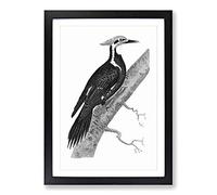 Pileated Woodpecker in Black & White by George Shaw Framed Print | A2 Black Framed Wall Art | Ready to Hang | Modern Animal Picture | Living Room Bedroom Lounge Office