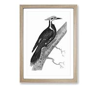 Pileated Woodpecker in Black & White by George Shaw Framed Print | A2 Oak Framed Wall Art | Ready to Hang | Modern Animal Picture | Living Room Bedroom Lounge Office