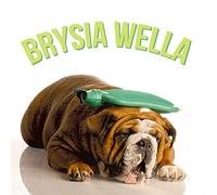 Pili Pala Welsh Get Well Soon Card with Envelope, Brysia Wella