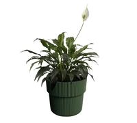 (Pine Green, W39cm x H37cm) Flower Pot Planter Flowerpot Textured with Insert Indoor Outdoor Modern Elegant