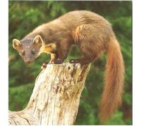 Pine Marten Wildlife Blank Greeting Card, 15 x 15 cm, British Wildlife Centre