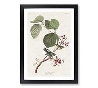 Pine Swamp Warbler by John James Audubon Framed Print | A2 Black Framed Wall Art | Ready to Hang | Modern Nature Picture | Living Room Bedroom Lounge Office