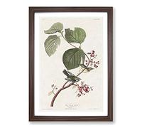 Pine Swamp Warbler by John James Audubon Framed Print | A2 Walnut Framed Wall Art | Ready to Hang | Modern Nature Picture | Living Room Bedroom Lounge Office